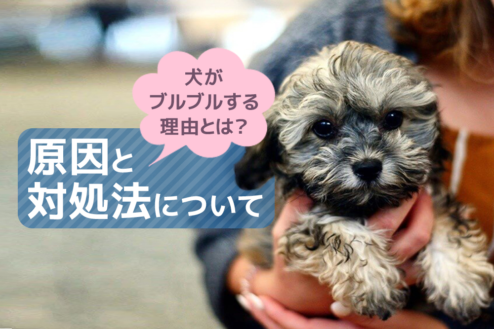 犬がブルブルする理由とは？原因と対処法について