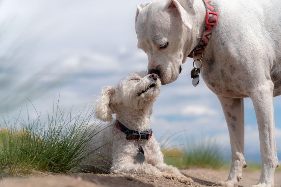 犬が鼻を舐める意味とは 理由と見極め方について 犬猫ストレスケア資格取得検定講座