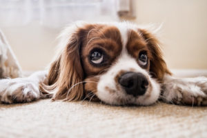 犬はこんなことを考えている！犬が目をそらす意味と接し方について