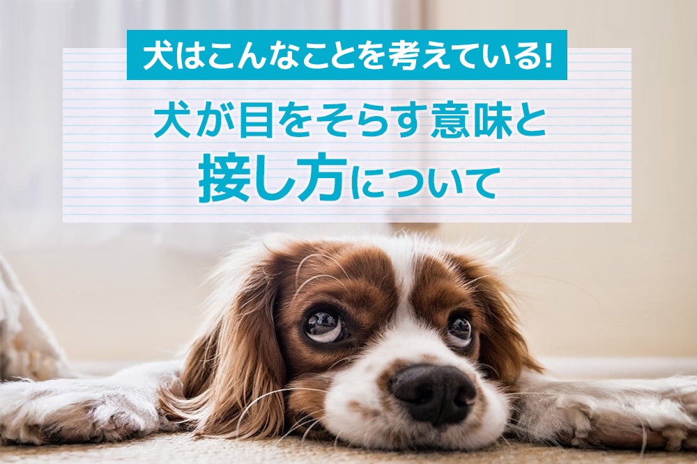 犬はこんなことを考えている 犬が目をそらす意味と接し方について 犬猫ストレスケア資格取得検定講座