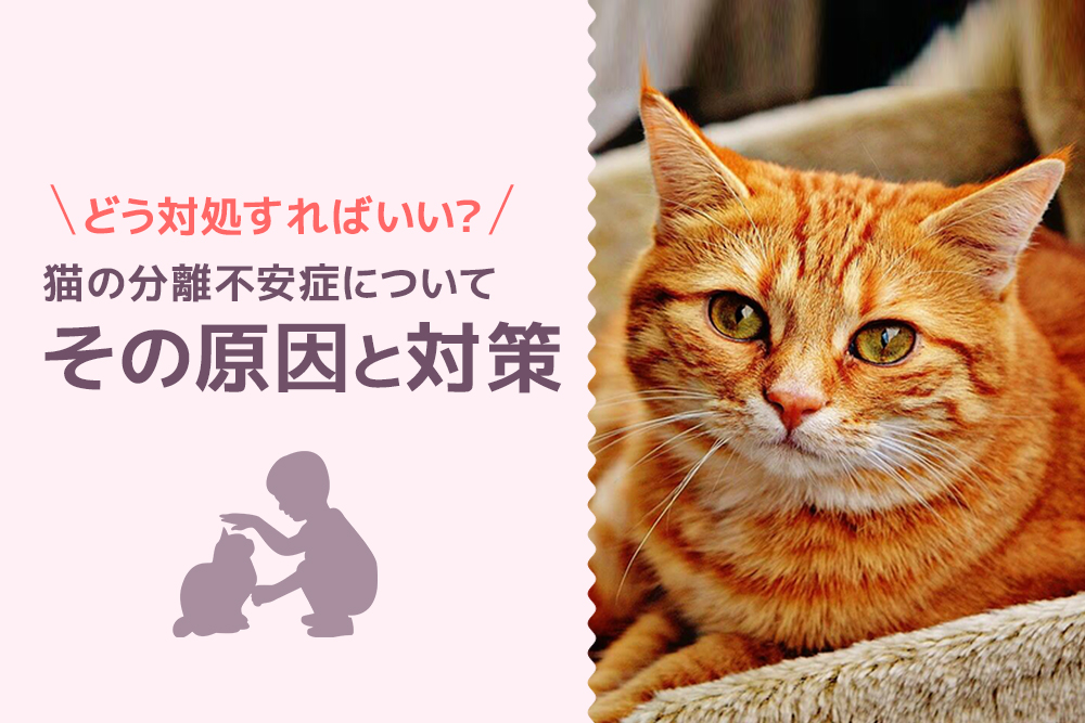 どう対処すればいい？猫の分離不安症について、その原因と対策