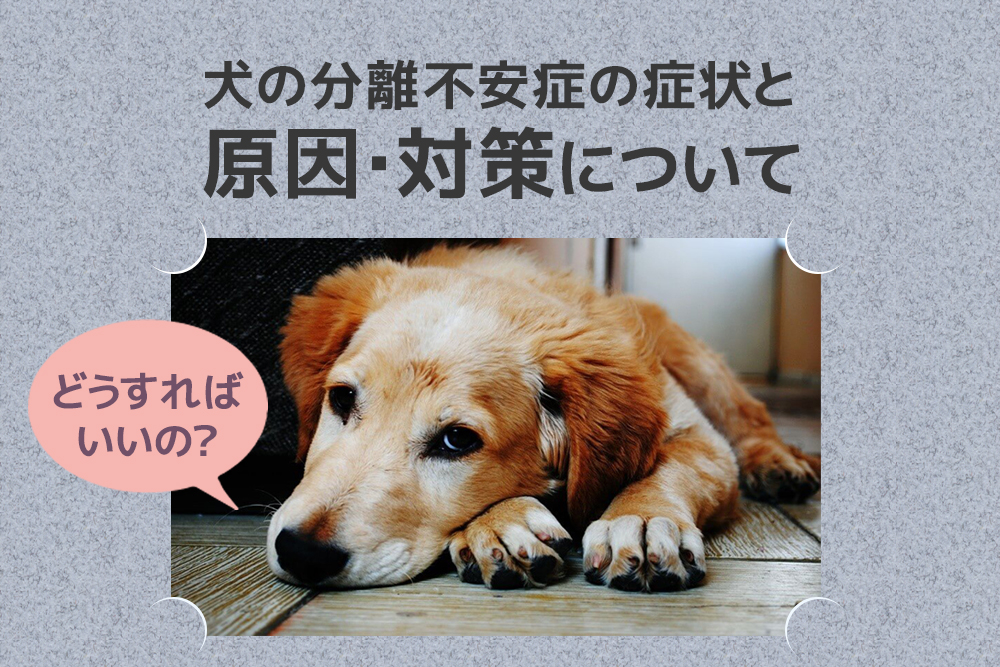 どうすればいいの？犬の分離不安症の症状と原因・対策について