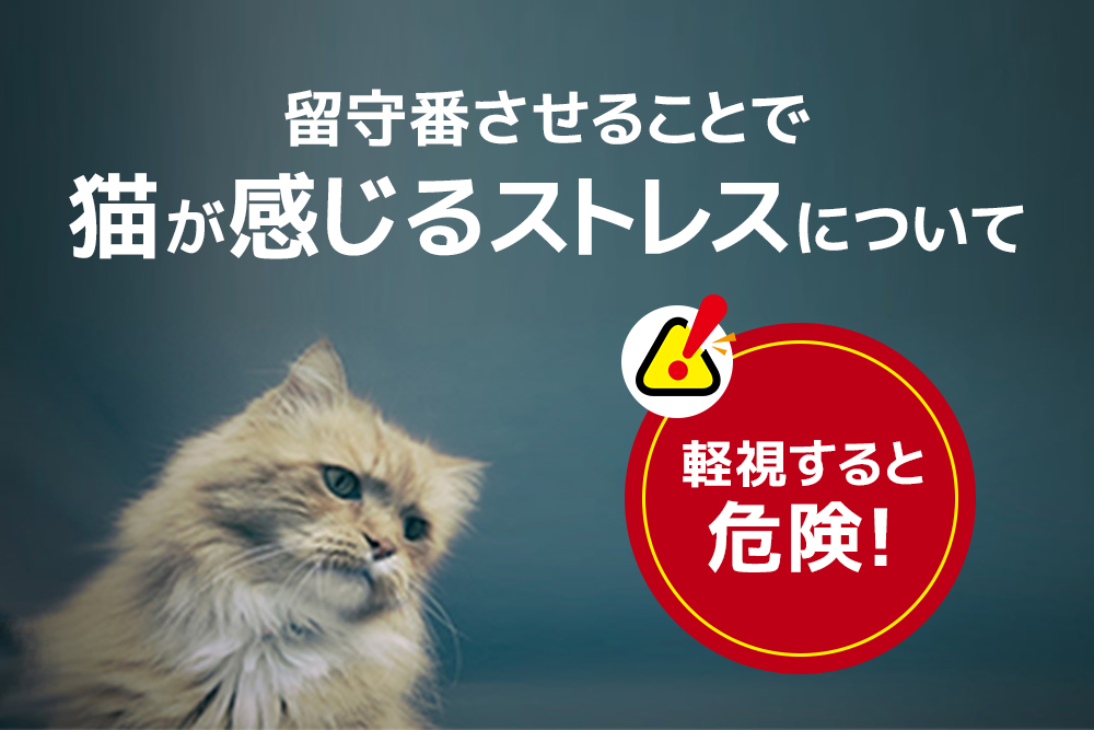 軽視すると危険！留守番させることで猫が感じるストレスについて