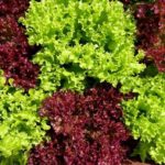 植物を元気に育てるために 水耕栽培の肥料投入 交換のタイミングについて 水耕栽培資格取得検定講座