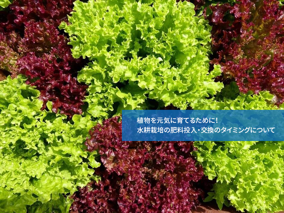 植物を元気に育てるために！水耕栽培の肥料投入・交換のタイミングについて