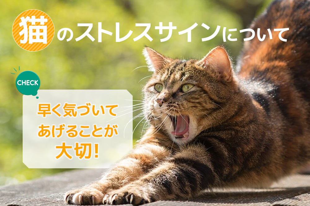 早く気づいてあげることが大切！猫のストレスサインについて