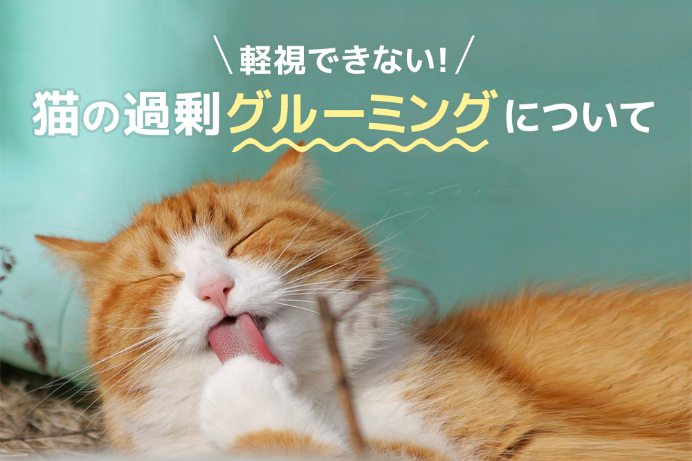 軽視できない！猫の過剰グルーミングについて