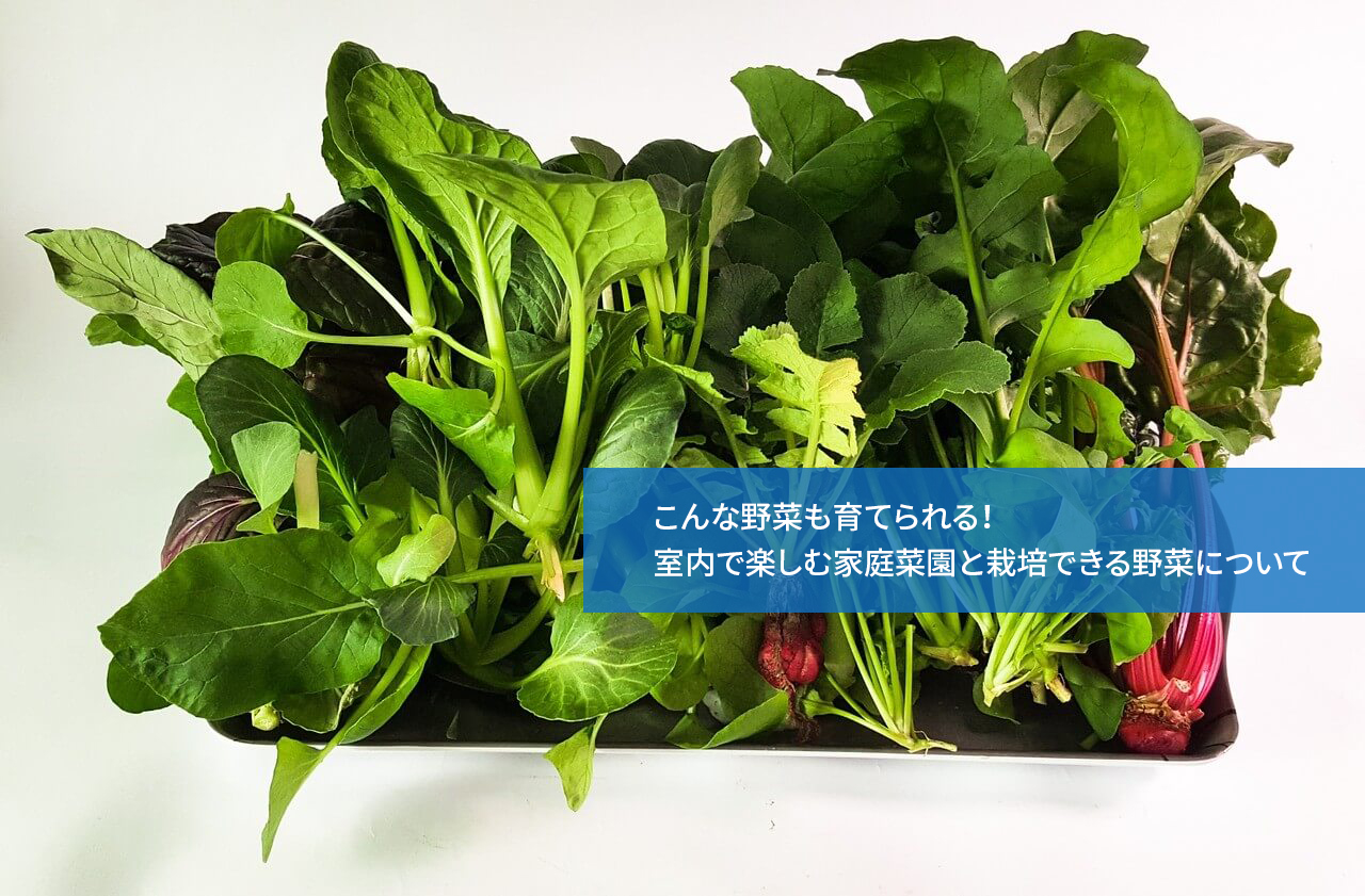 こんな野菜も育てられる！室内で楽しむ家庭菜園と栽培できる野菜について