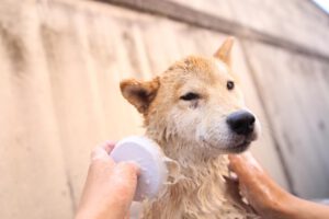 犬猫介護アドバイザーW資格取得講座