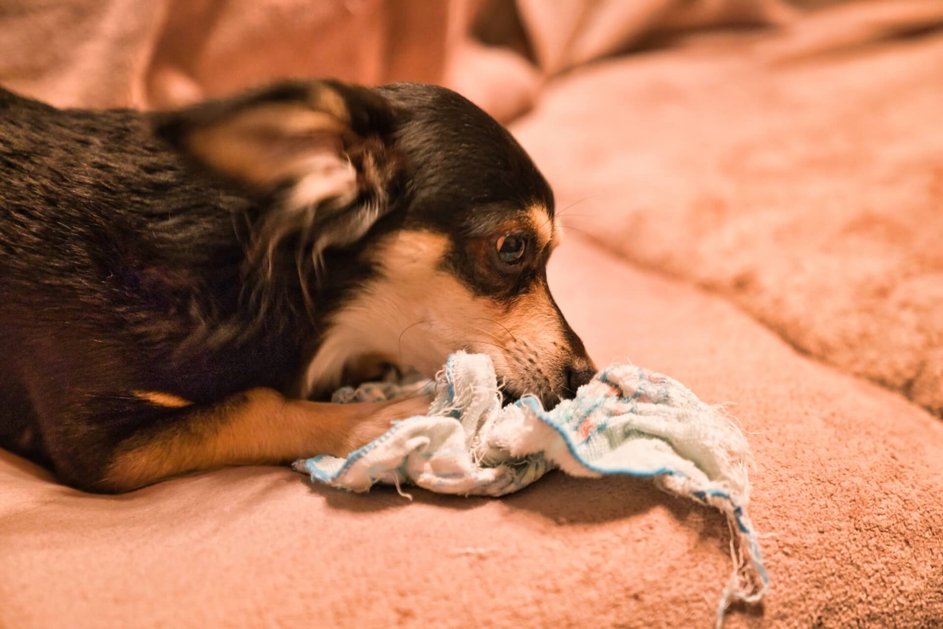 犬猫ストレスケアアドバイザー