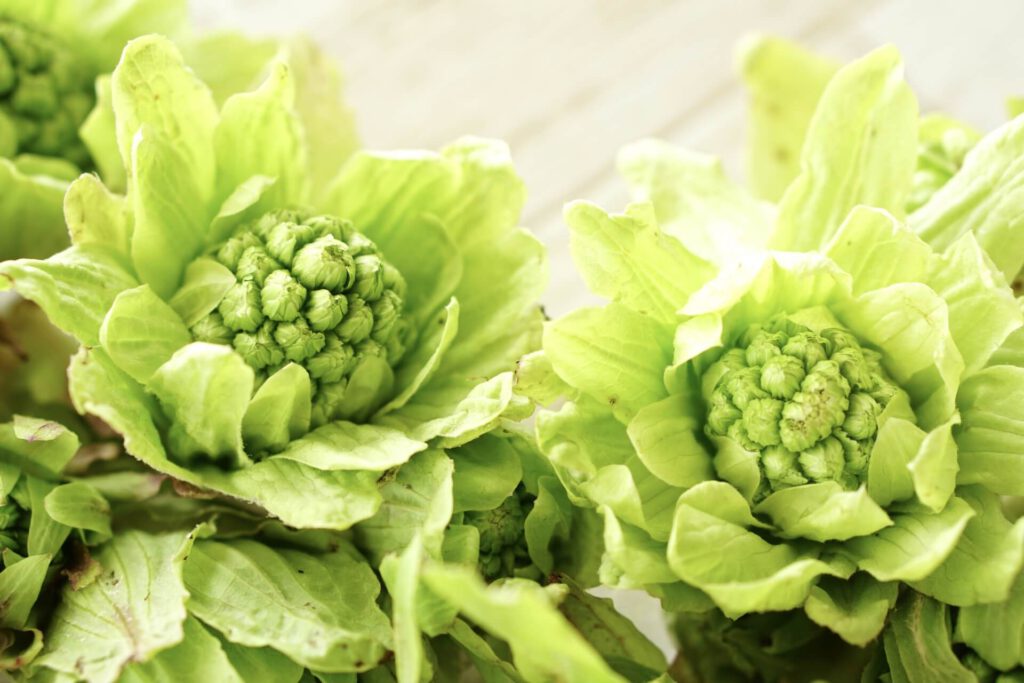 スペシャル講座なら100%資格取得できます