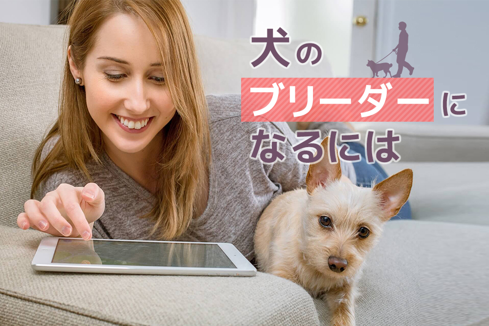 犬 の ブリーダー に なるには