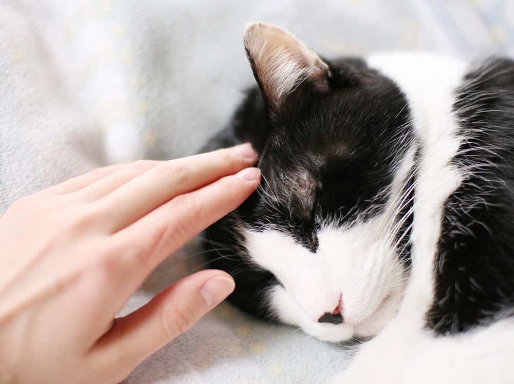 猫の育て方のプロフェッショナルが目指せる!猫の育て方専門講座!