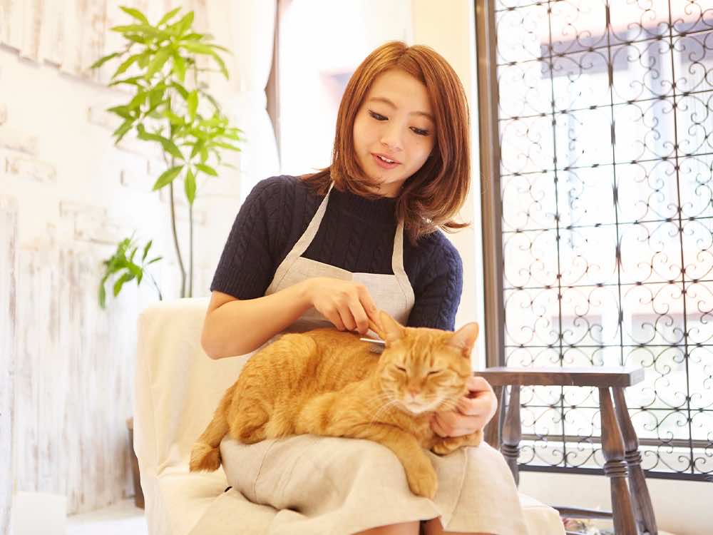 猫の育て方の資格保有者が活躍できるフィールドは?
