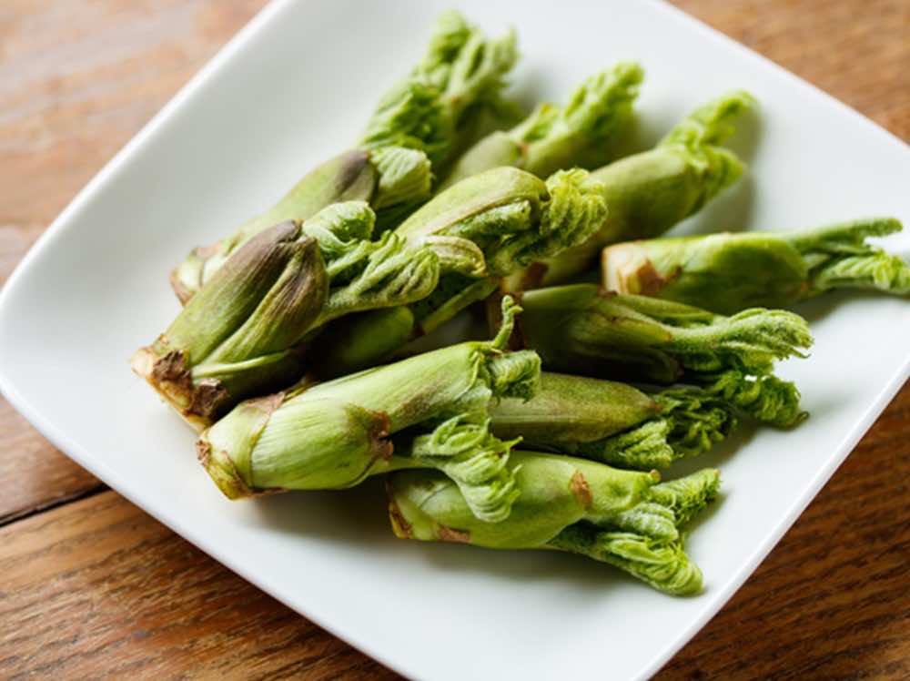 山菜の採り方から山菜の食べ方までわかる!山菜の専門講座!