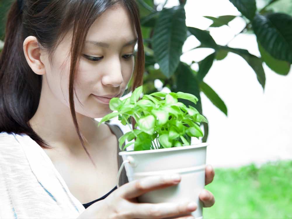 近年注目を集めている水耕栽培が学べる!水耕栽培専門講座!
