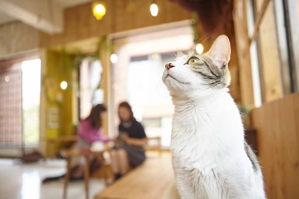 猫の育て方の専門家に聞きました!猫に関する仕事の魅力と資格取得のメリット