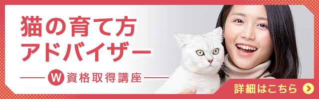猫の育て方アドバイザー