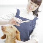 ペットトリミングアドバイザー®W資格取得講座